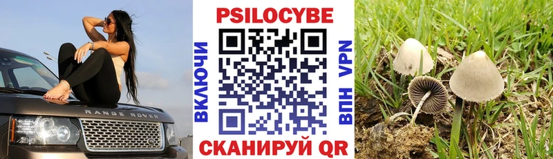 Псилоцибиновые грибы Psilocybe как найти блэк спрут как зайти Хабаровск